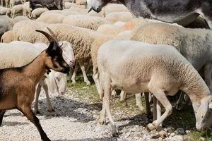 image Чому вівці слухняно йдуть за цапом і хто насправді веде отару