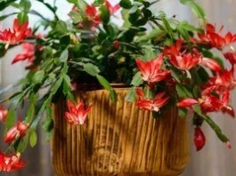 Як доглянути декабрист у жовтні, щоб він рясно зацвів у грудні