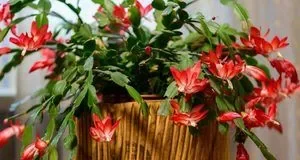 Як доглянути декабрист у жовтні, щоб він рясно зацвів у грудні