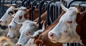 Чому полиці повні молока й масла, хоча корів майже не видно Чому полиці повні молока й масла, хоча корів майже не видно