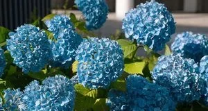 Як надійно вкрити великолисту гортензію на зиму для рясного цвітіння
