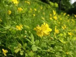 Чистотіл на ділянці: що він показує про ґрунт і як безпечно його прибрати