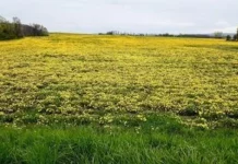 Чому в минулому засівали поля кульбабою кок-сагиз і як з її коренів добували каучук