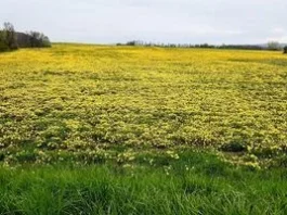Чому в минулому засівали поля кульбабою кок-сагиз і як з її коренів добували каучук