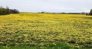 Чому в минулому засівали поля кульбабою кок-сагиз і як з її коренів добували каучук Чому в минулому засівали поля кульбабою кок-сагиз і як з її коренів добували каучук