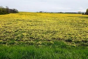 image Чому в минулому засівали поля кульбабою кок-сагиз і як з її коренів добували каучук