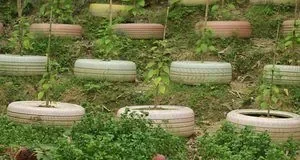 Чи безпечно вирощувати овочі у старих шинах і чим їх краще замінити Чи безпечно вирощувати овочі у старих шинах і чим їх краще замінити