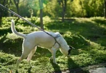 Чому собака крутиться перед тим, як сходити в туалет, і що тут до магнітного поля