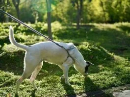 Чому собака крутиться перед тим, як сходити в туалет, і що тут до магнітного поля