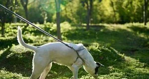 Чому собака крутиться перед тим, як сходити в туалет, і що тут до магнітного поля Чому собака крутиться перед тим, як сходити в туалет, і що тут до магнітного поля