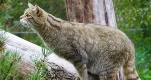 Лісовий кіт в Україні: чому не варто забирати «кошенят» з лісу