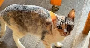 Яка кішка, за народними прикметами, приносить у дім щастя