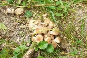 image Опеньки під яблунею: як зрозуміти, чи гриб шкодить дереву, і що робити в саду