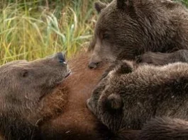Як ведмедиці виношують і вигодовують малят під час зимової сплячки