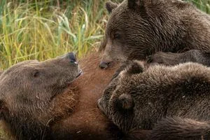 image Як ведмедиці виношують і вигодовують малят під час зимової сплячки