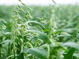 Чому після сидератів розсада жовтіє і коли потрібен додатковий азот