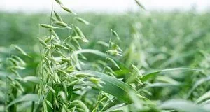 Чому після сидератів розсада жовтіє і коли потрібен додатковий азот Чому після сидератів розсада жовтіє і коли потрібен додатковий азот